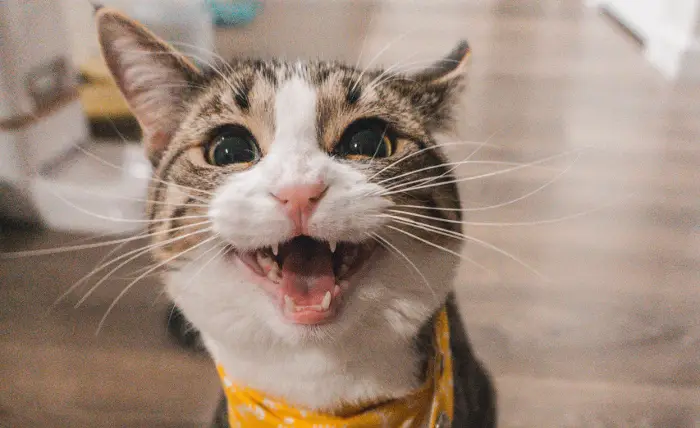 Sonhar com gato Sonhar com gato