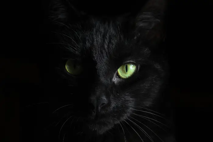 Sonhar com gato Sonhar com gato