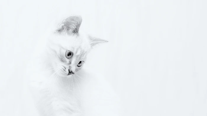 Sonhar com gato Sonhar com gato