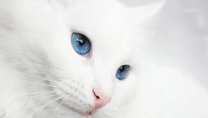 Sonhar com gato branco Sonhar com gato branco