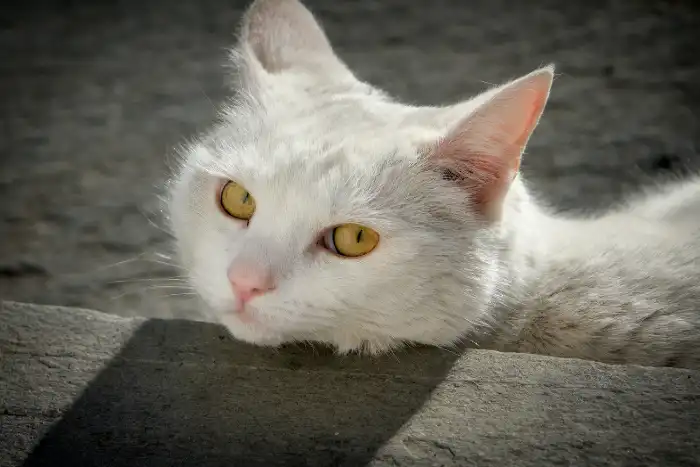 Sonhar com gato branco Sonhar com gato branco