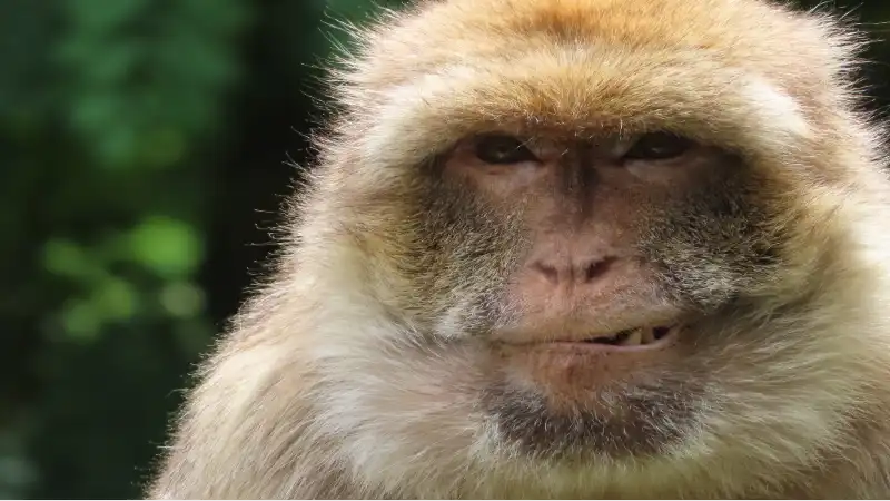 Sonhar com Macaco Sonhar com Macaco