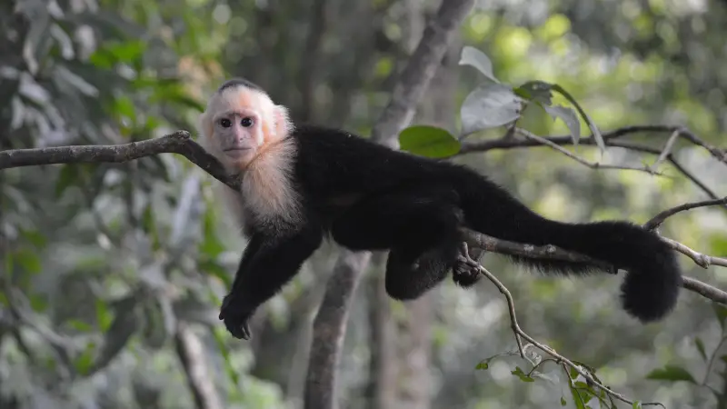 Sonhar em ver um macaco em um galho Sonhar em ver um macaco em um galho