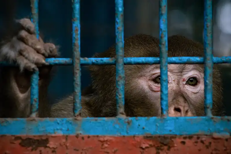 Sonhar com macaco enjaulado Sonhar com macaco enjaulado