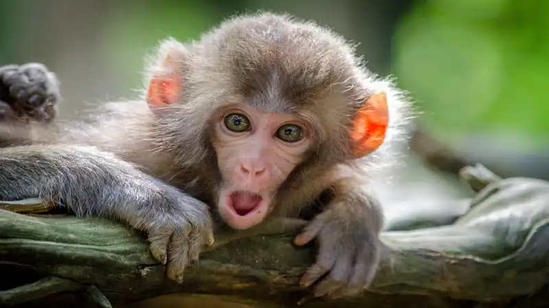 Sonhar com macaco Sonhar com macaco