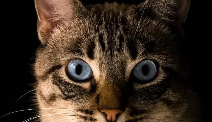Sonhar com Olhos de felino