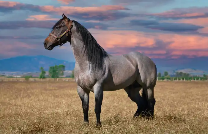 Significado do sonho com cavalo: confira as várias interpretações