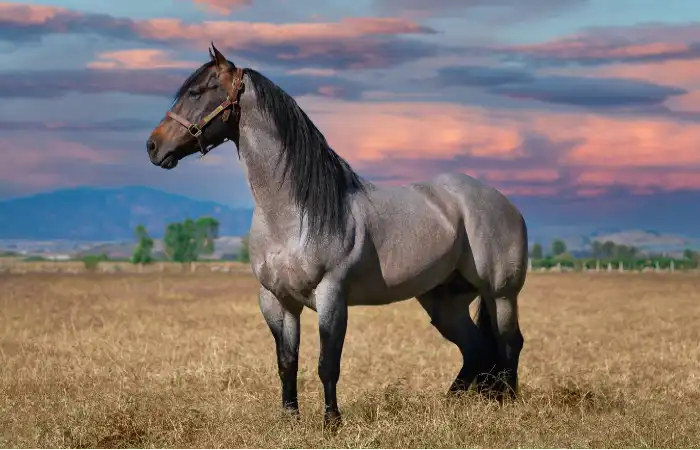 Sonhar com cavalo - Simbolismo e Significado - Segredos do Sonho