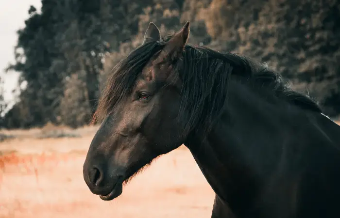 Sonhos Significado: sonhar com Cavalo bravo