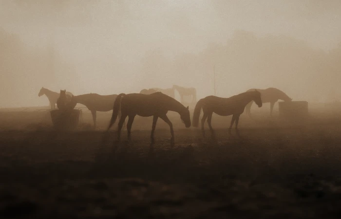 Sonhar Com Cavalo: Significados, Simbolismos, Interpretações