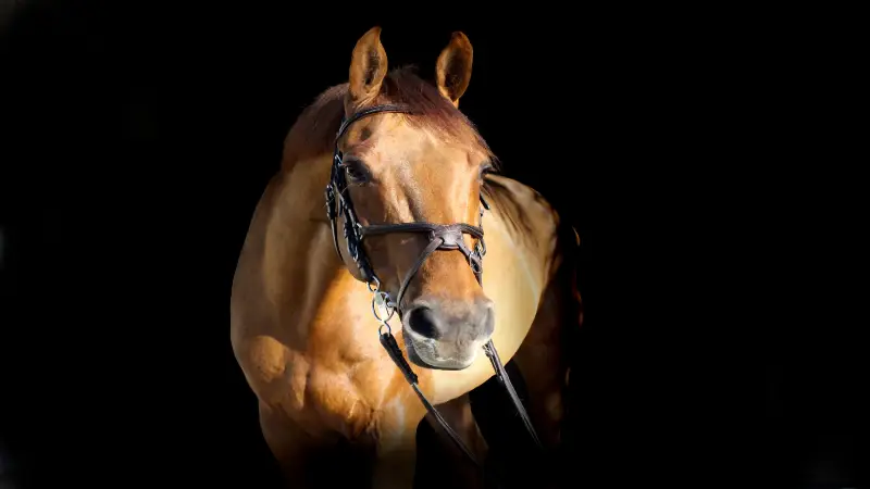 Sonhar com Cavalo: Saiba o Que Significa e Como Interpretar