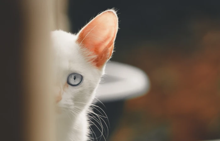 Sonhar com gato branco Sonhar com gato branco