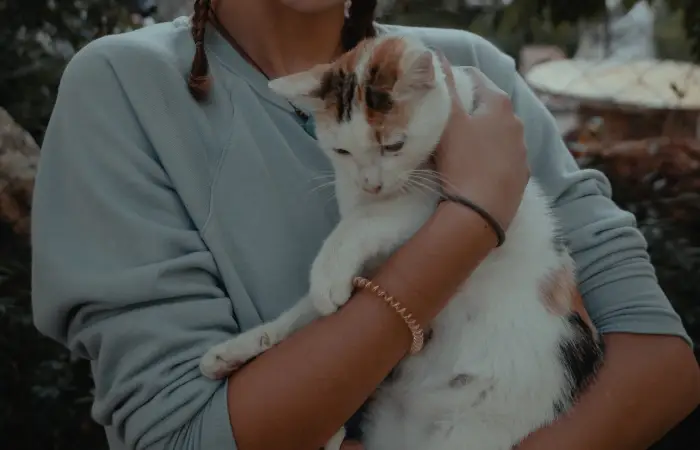 Sonhar com gato branco Sonhar com gato branco