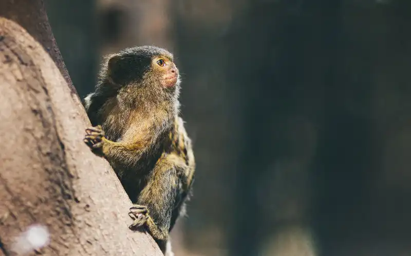 Sonhar com macaco branco: você sabe o que isso significa?