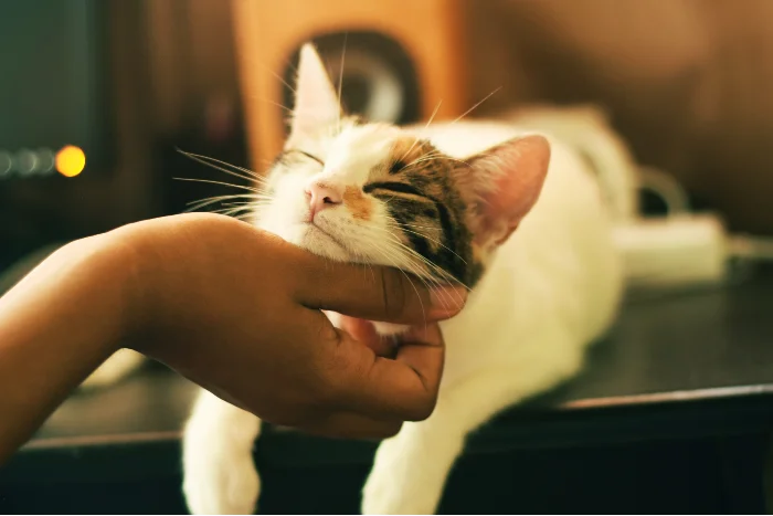 Oração do gato preto para ganhar no jogo do bicho - JOGO DO BICHO